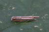 Catoptria fulgidella